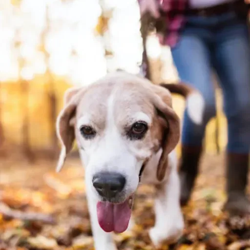 Metas com os pets para o próximo ano